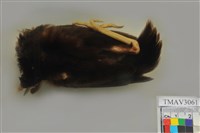 藏品(家八哥)的圖片